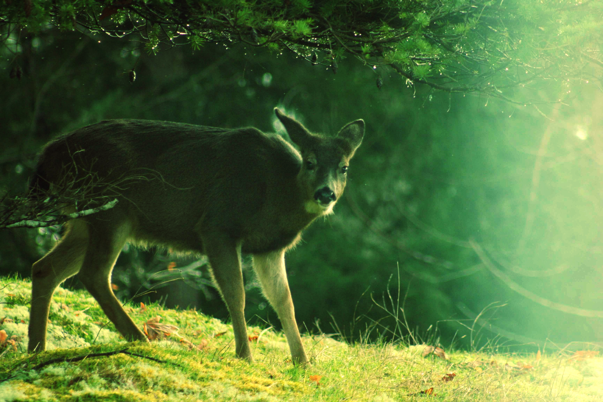 Fawn above the Ruin.